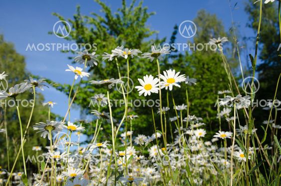 Group of daisies in a summer meadow