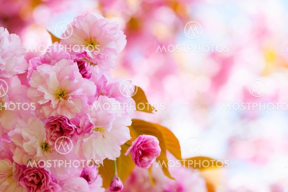 Pink cherry blossoms in spring orchard