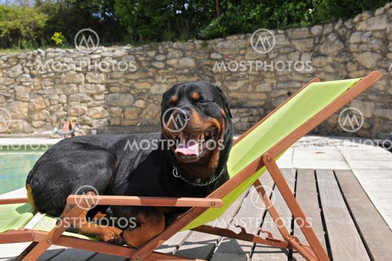 rottweiler on a transat