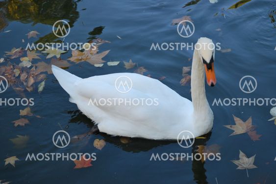 Swan
