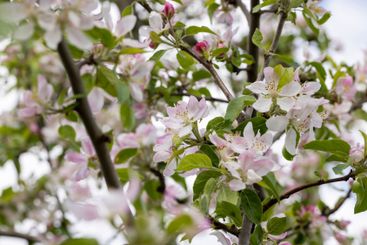 Trees blooming in the orchard in the spring season