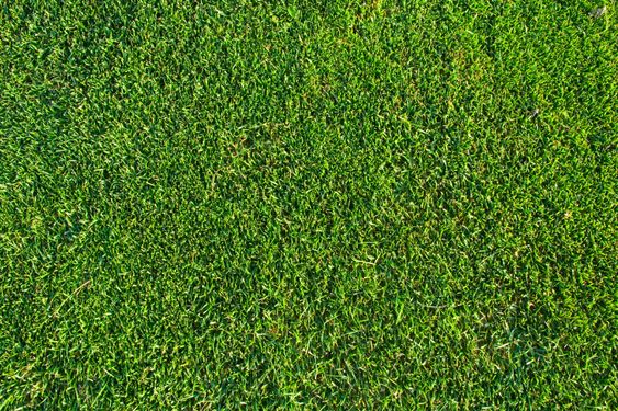 Grass pattern