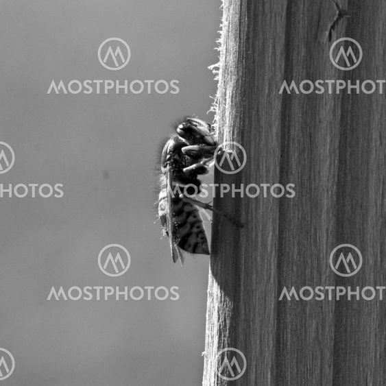 the bee