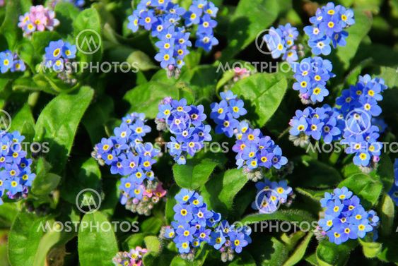 Primel mit kleine Bl?te - primrose with small blossom 01