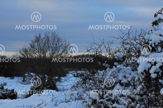 Winter landscapes