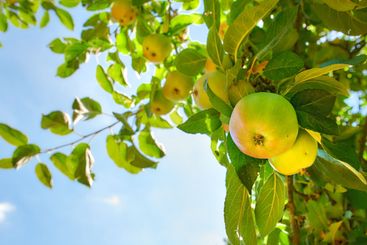 Agriculture, organic apples and sky with tree outdoor in...