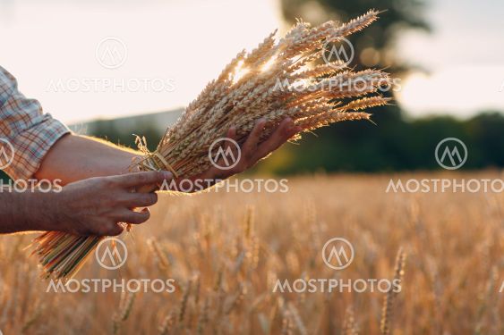 Man farmer holds sheaf of wheat ears in cereal field at...