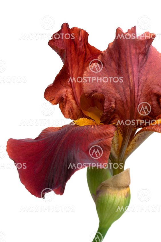 blooming iris on a white background.