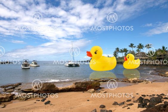 Rubber ducks on the water.