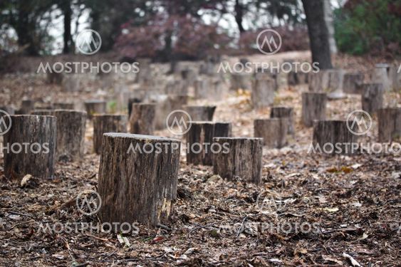 Stumps in autumn forest