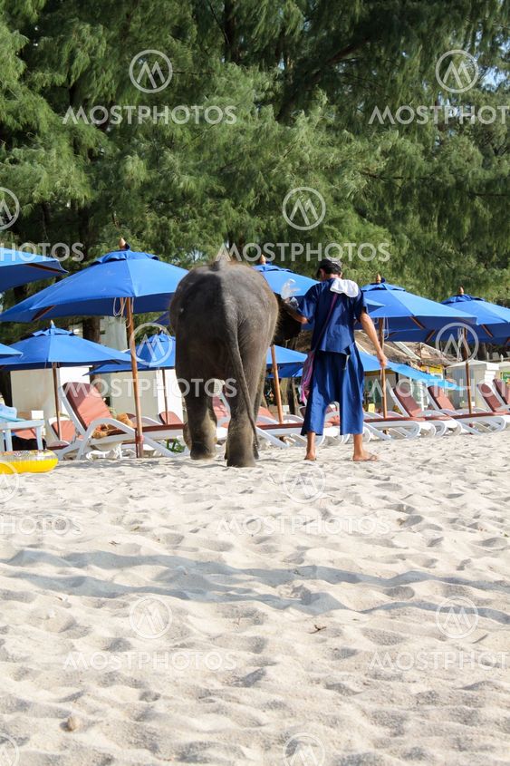 BANGTAO, PHUKET, THAILAND - NOVEMBER 06, 2013: baby elephant walking on the beach.