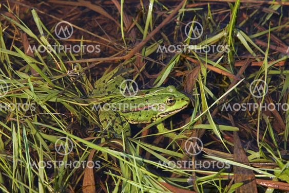 Frog in river