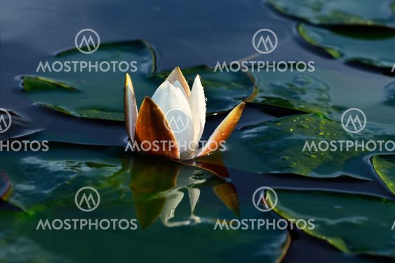 Nymphaea alba (water lily)