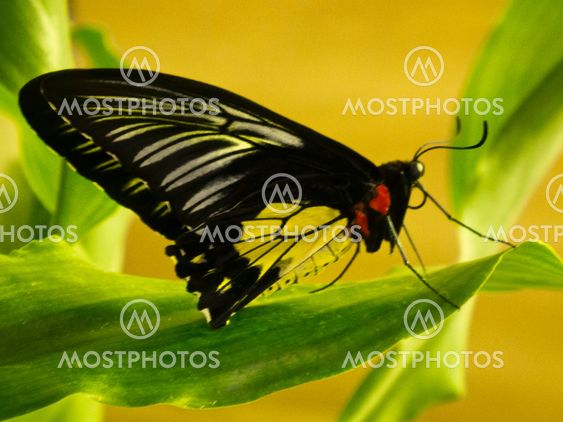 butterfly