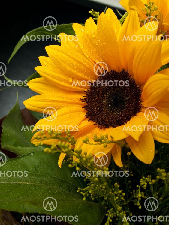 Sunflower with water drops 7