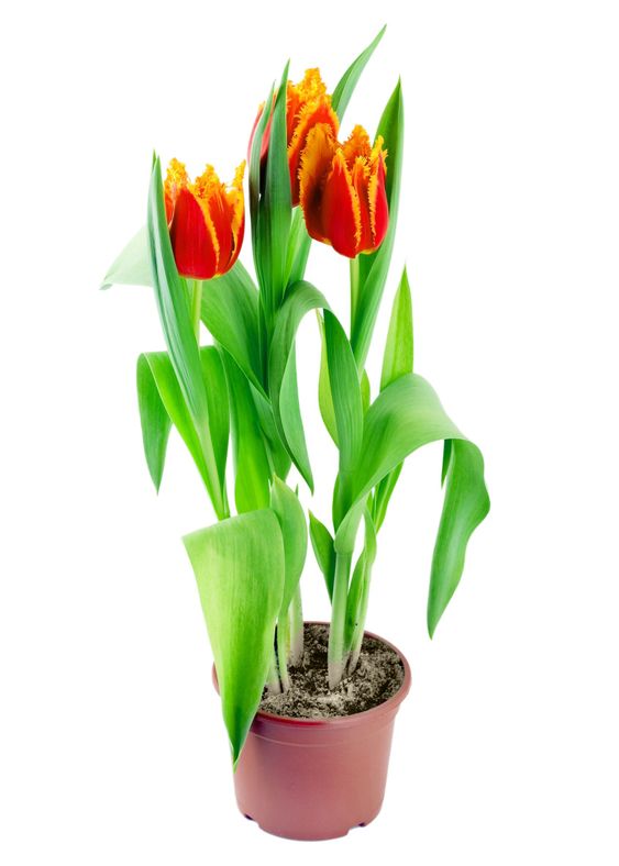 spring tulips