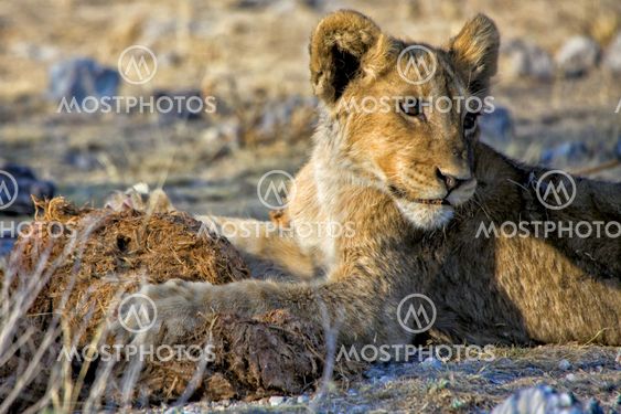 a lion cub playing with mud at etosha national park namibia