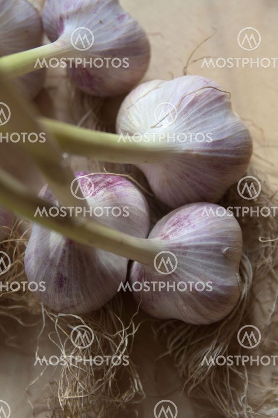Garlic