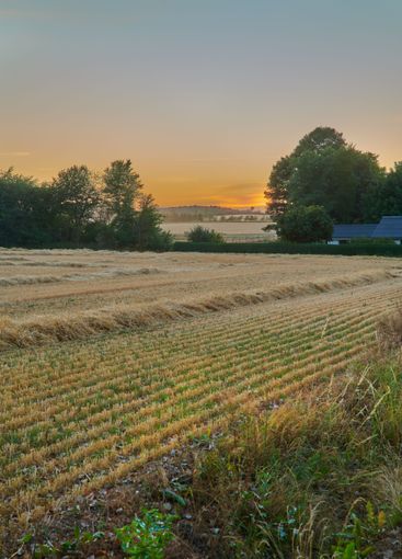 Grain, field and nature at farm, sunset and agriculture...
