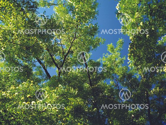 Trees and sky