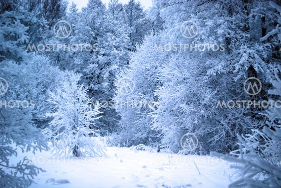 winter landscape
