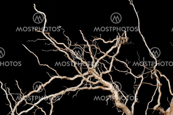 Root_sytem_20
