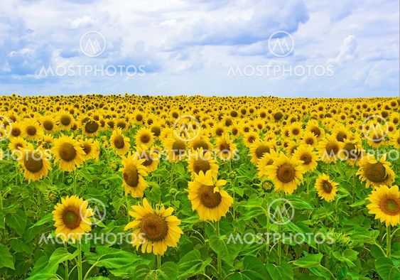 blooming auringonkukka-kenttään
