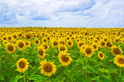 field of blooming sunflowers
