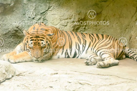 Tiger sleeping