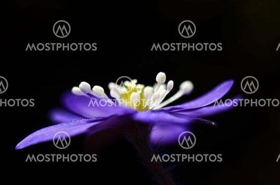 The long longed for, Anemone hepatica