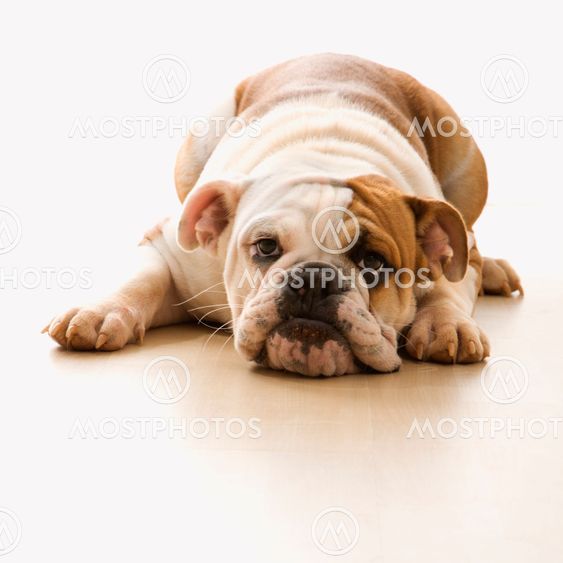 Bulldog kärki kerroksessa.