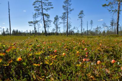 Morass with cloudberrys