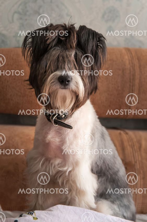 miniature schnauzer sits on beige sofa and looks right at...