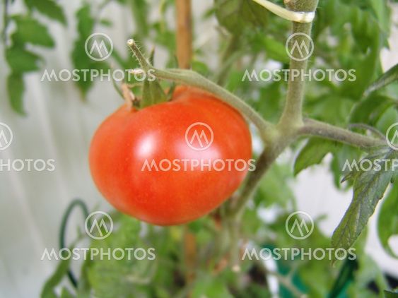 Tomatoe