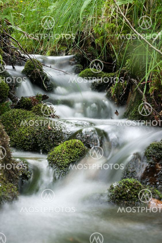 Mossy stream