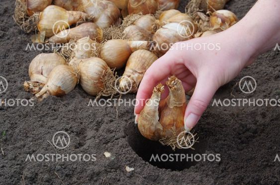 Zwiebel Stecken Bulb Plan By Lianem Mostphotos