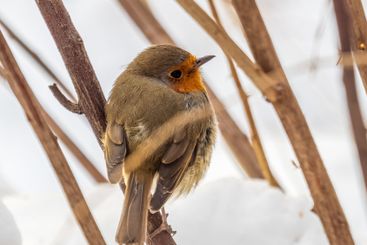 Cute bird the European Robin, Erithacus rubecula....