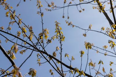 a flowering maple tree in the spring season, a spring park