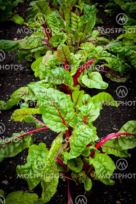 Vegetable garden - beets