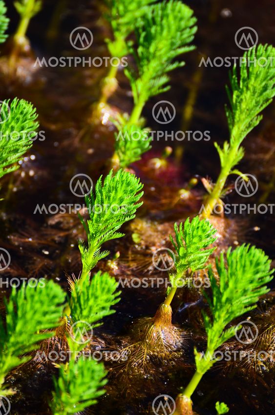 Aquatic plant