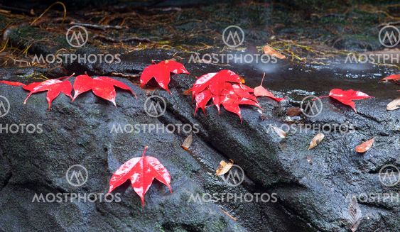 Red maple leaf during fall