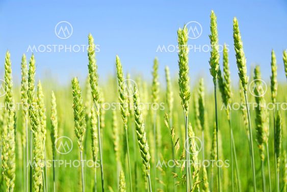 Green grain