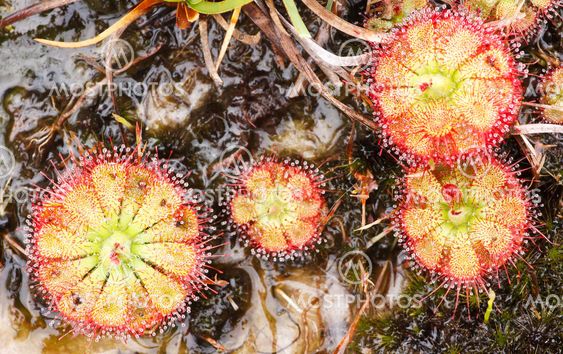 Drosera tokaiensis Carnivorous Plant