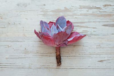 Bright pink Echeveria Afterglow succulent flower on...
