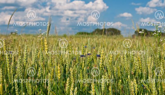 Corn-flowers and wheat ears