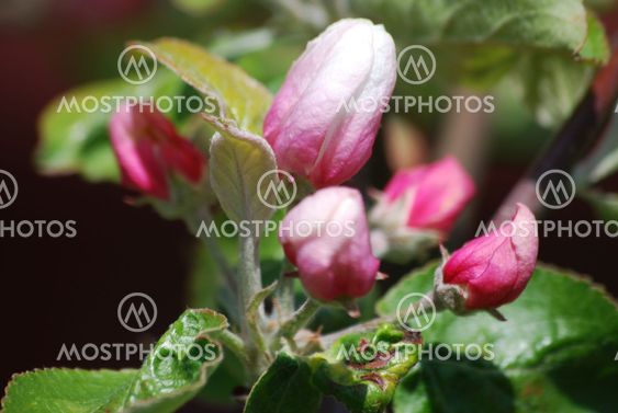 Apple-blossom
