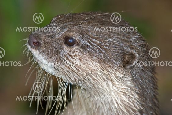 otter