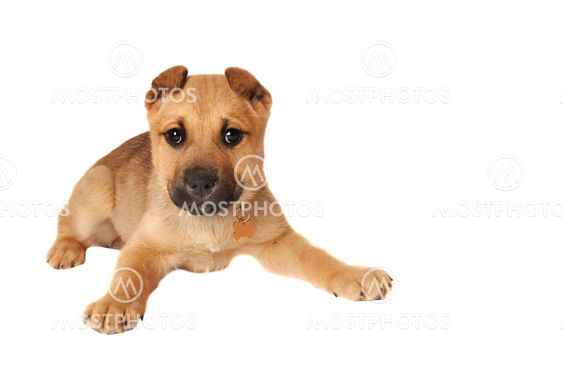Boxer Puppy