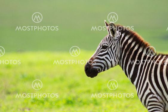 Zebra