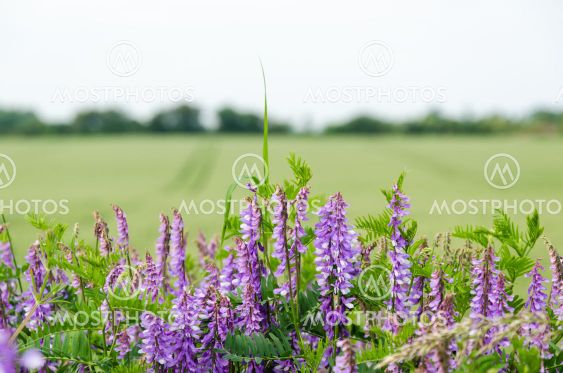 Lila sommarblommor vid ett grönt fält